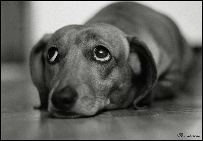 Give me a treat! Please! | dachshund, black and white, dog