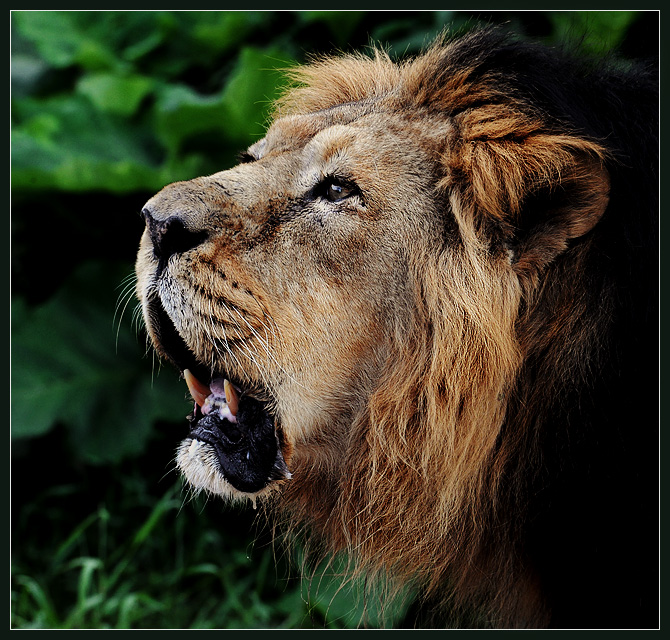 And a great roar was heard! And a great roar was heard!