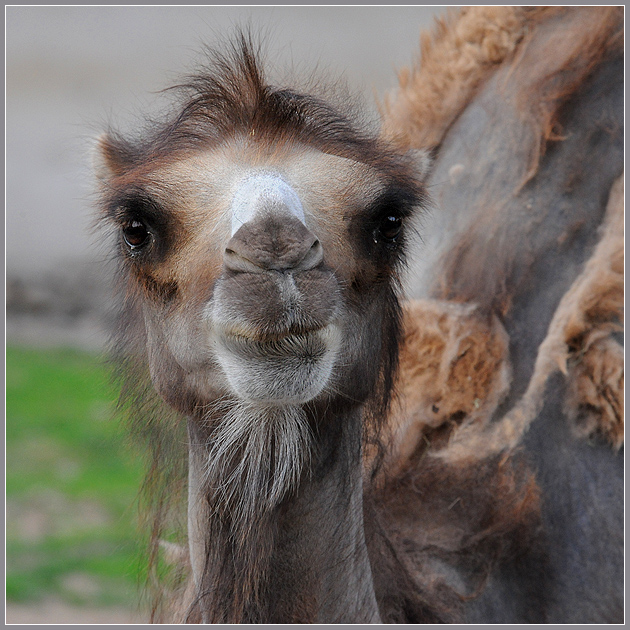 A half-glamour shot of a camel