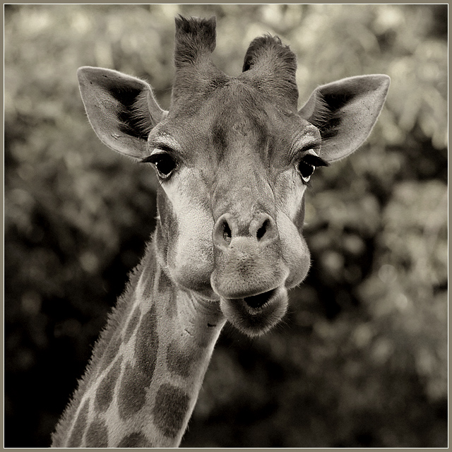 What are you doing here? | giraffe, black and white