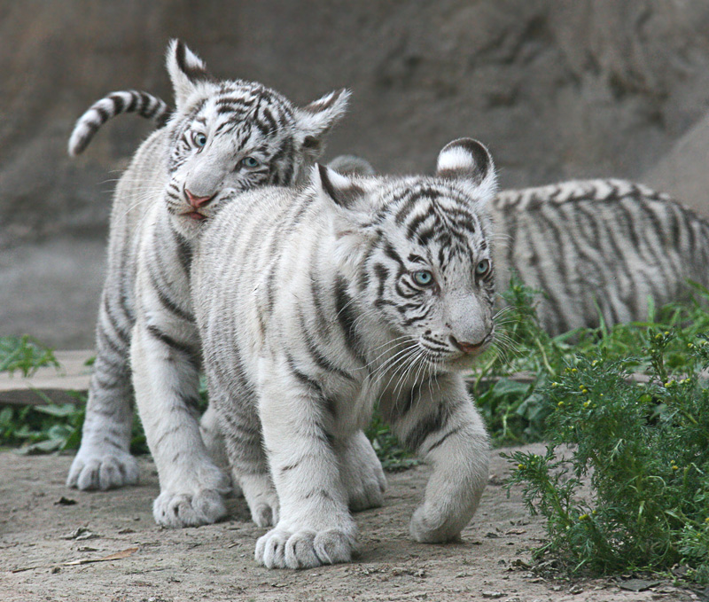 Tiger cubs