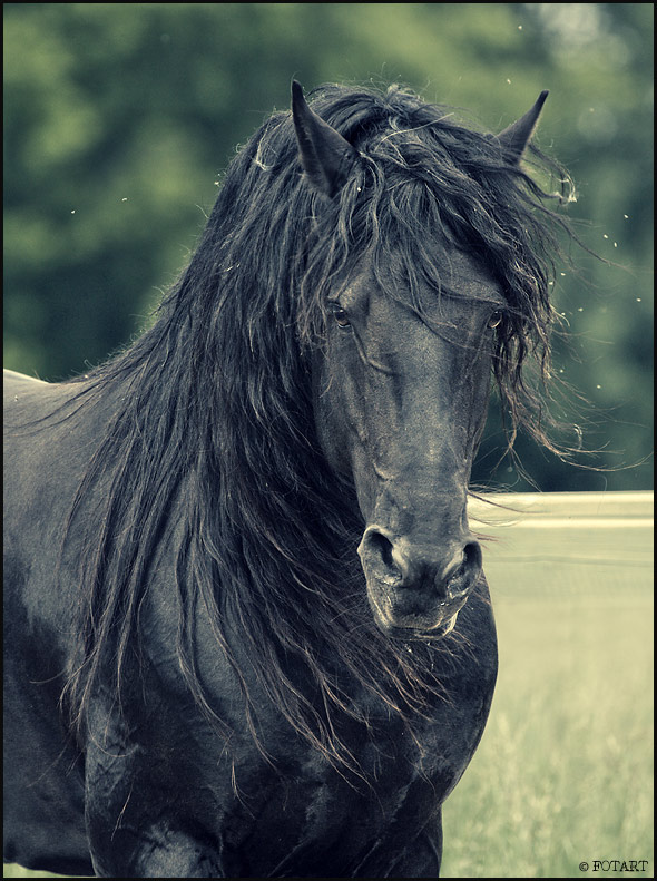 Black horse