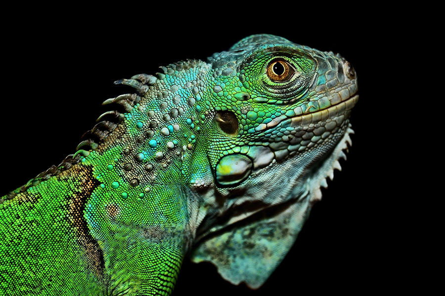 Just an iguana