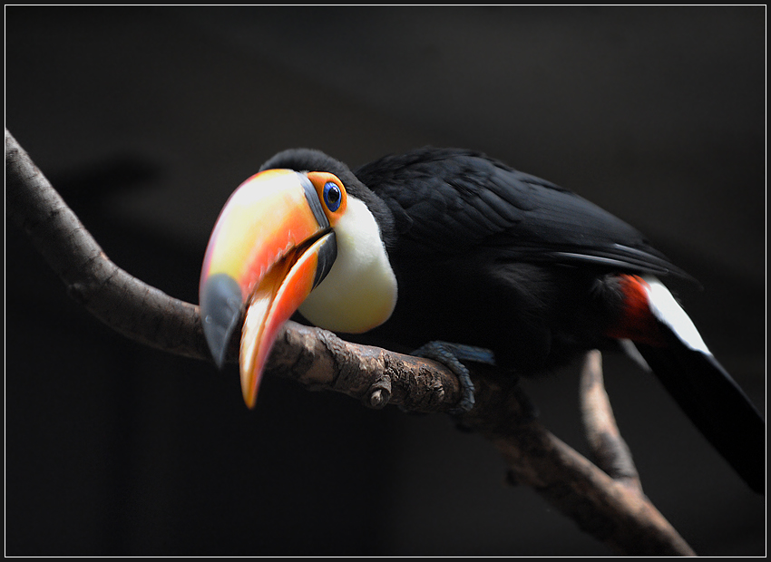 Playful mood | motion, bird, branch, beak, toucan