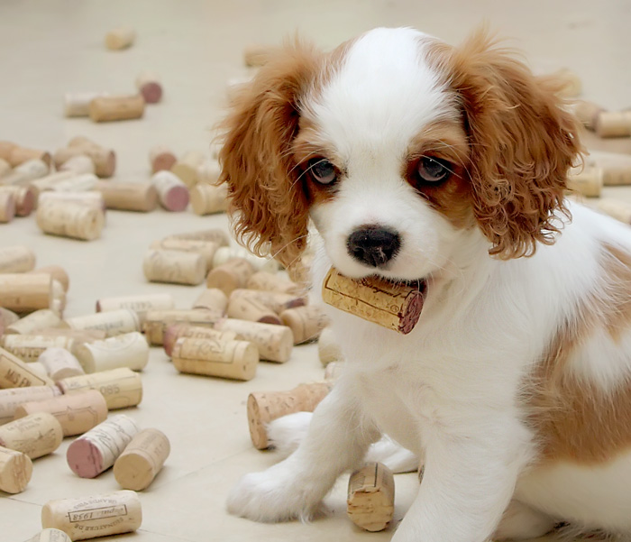 The dog sommelier