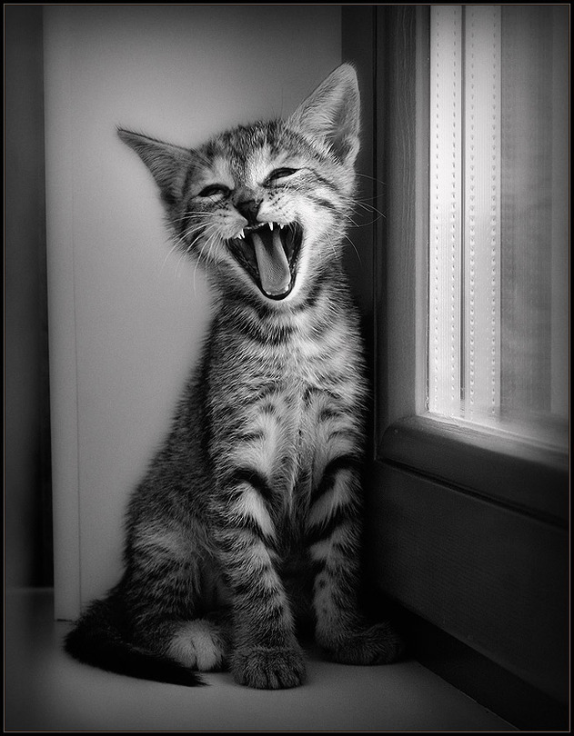 Sleepy | cat, black and white, yawn, window