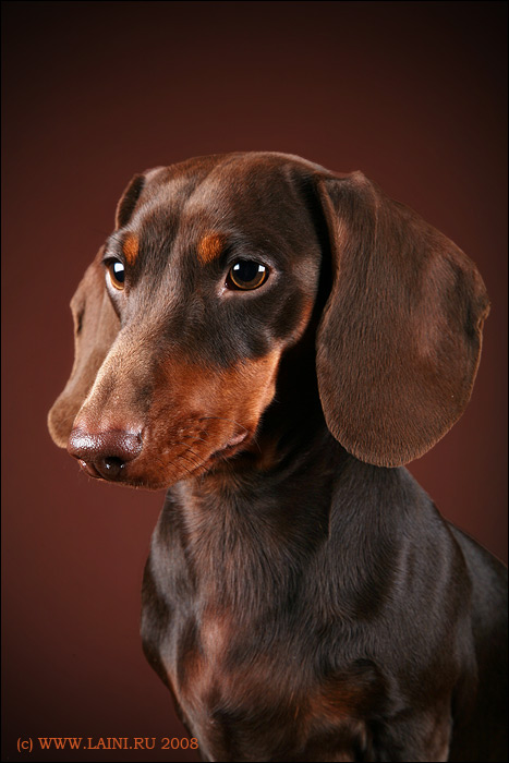 Dachshund