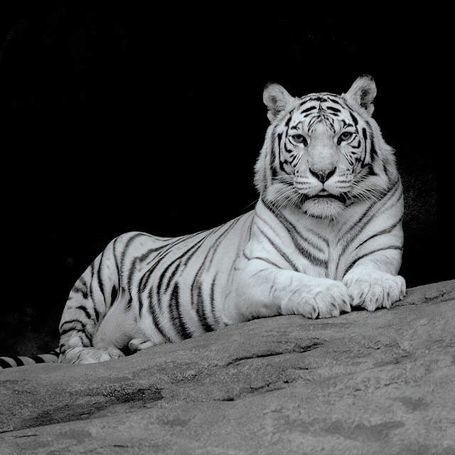 White tiger | tiger, black and white