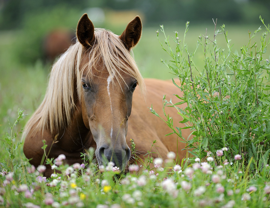 High grass