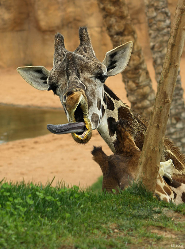 Tongue