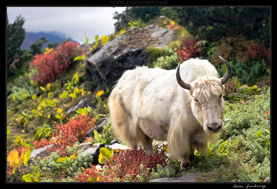 Meadow in the mountains