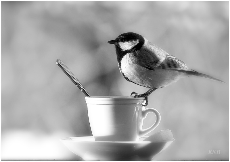 Morning tea | bird, black and white, cup