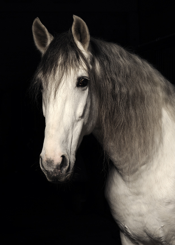 Portrait | black and white, horse