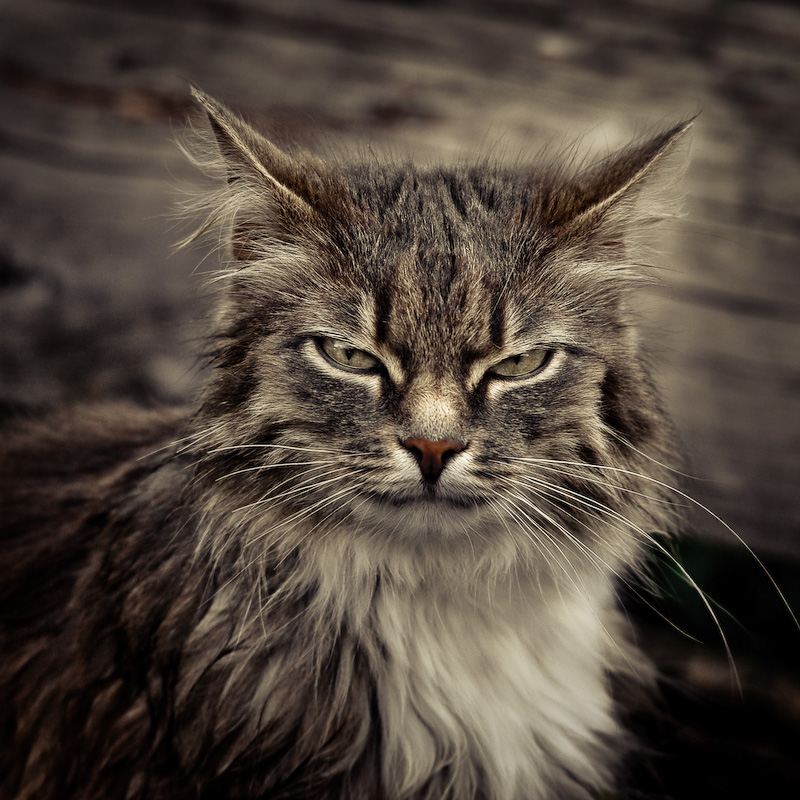 Portrait of a serious cat