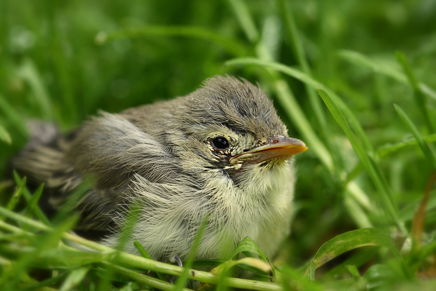 Chick