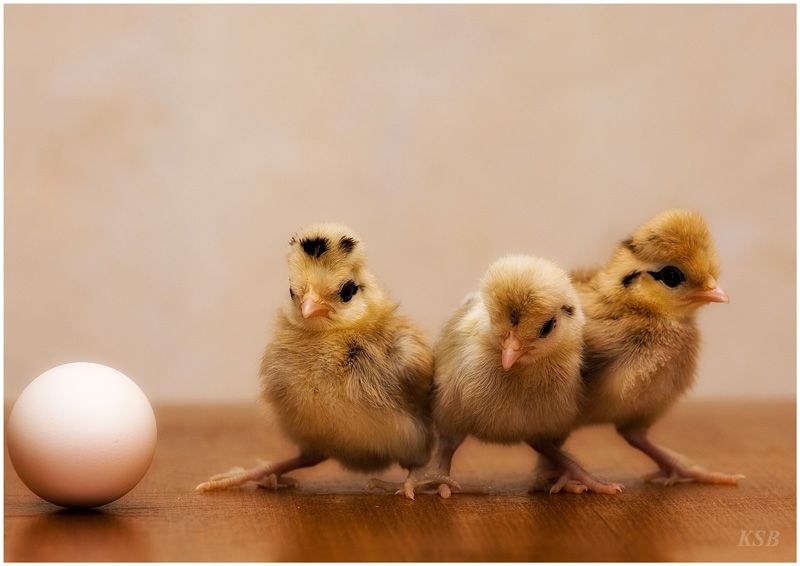 Three heroes | cub, bird, egg, chicken