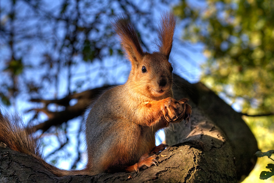 A squirrel from Odessa