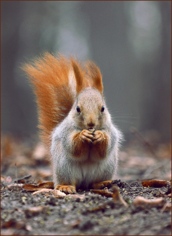 ...and nibbling on nuts