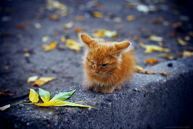 котка през есента