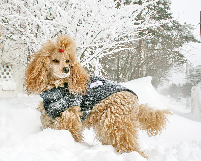 My Model | snow, dog