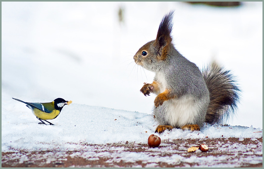Give me my nut back! | squirrel, food, bird, snow