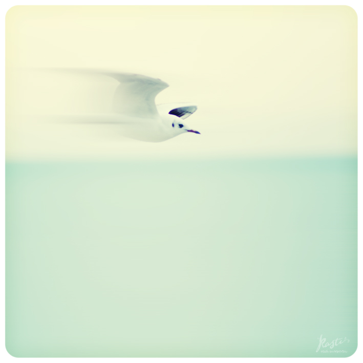 Seagull