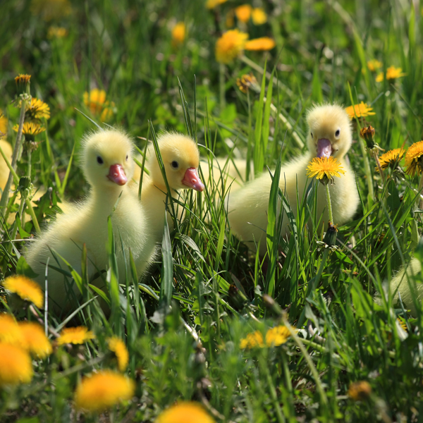 Dandelions