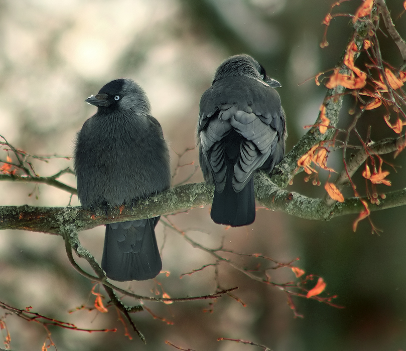 Forgive me, Clara... | branch, autumn, pair, bird