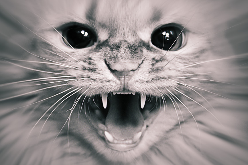 Don't come closer | fangs, cat, black and white