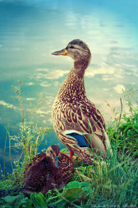 The mother never sleeps | water, cub, bird, grass, duck
