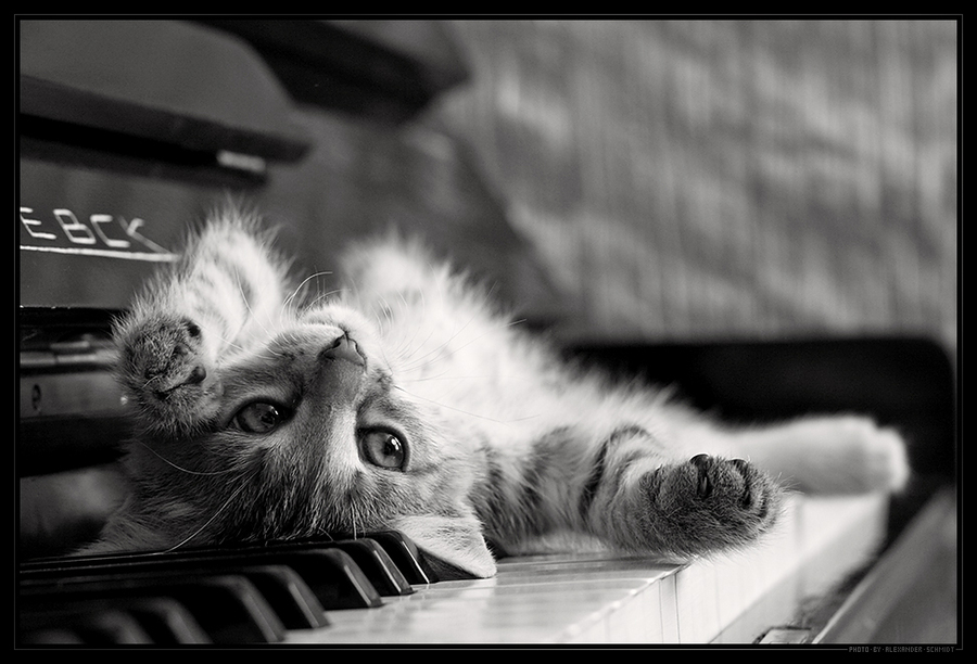 Little Pianist | cat, black and white