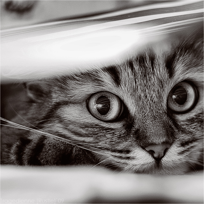 Watcher  | cat, black and white