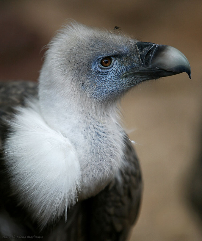 Portrait of a vulture