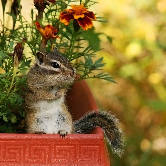 These are my flowers... These are my flowers...