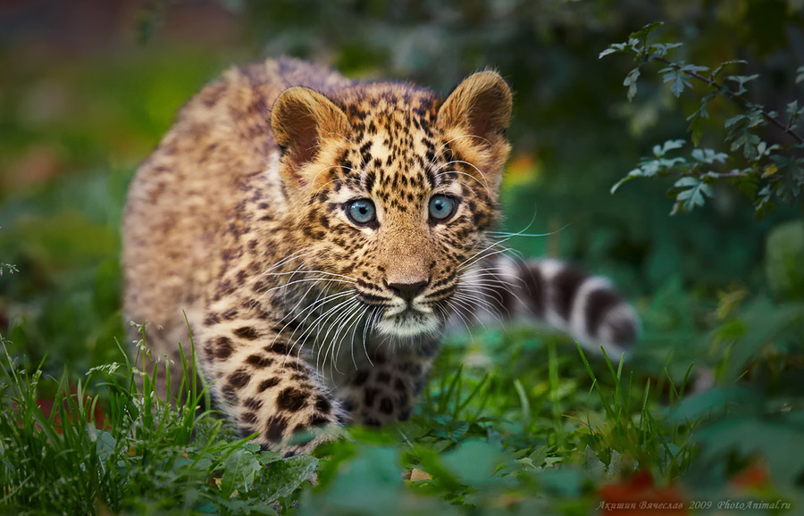 Little Leopard