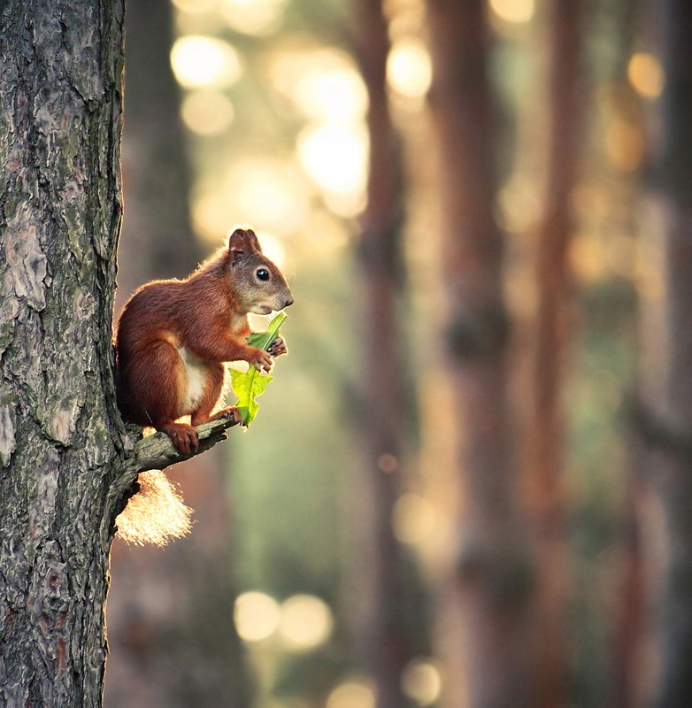 The forest saxophone player