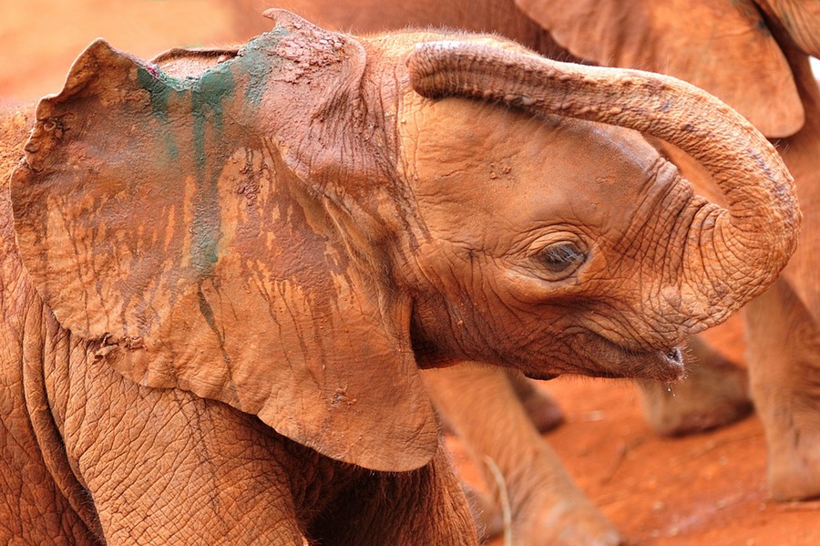 In baby elephant shelter