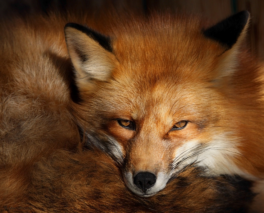 Just a fox