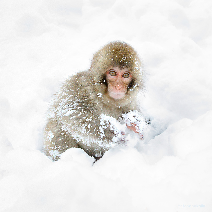 Playing in the snow