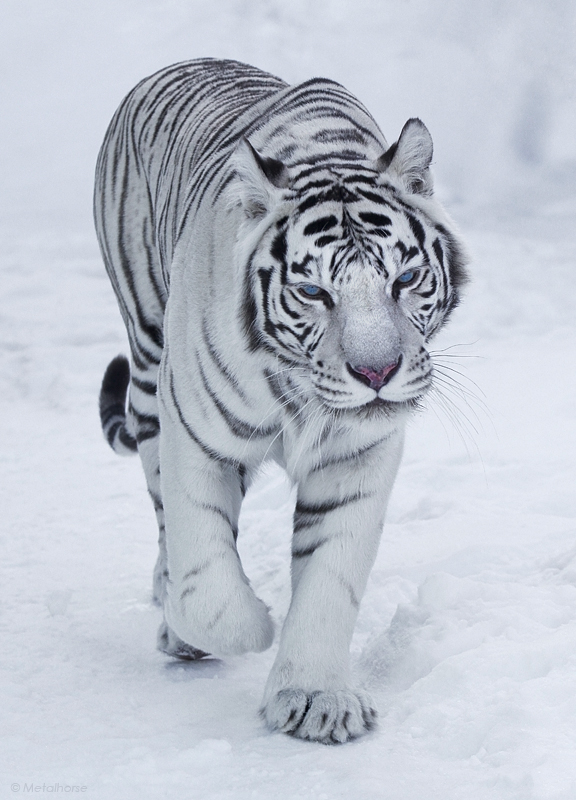 Bengal tigress