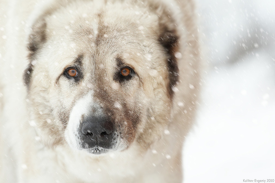 Snowfall | dog, snow