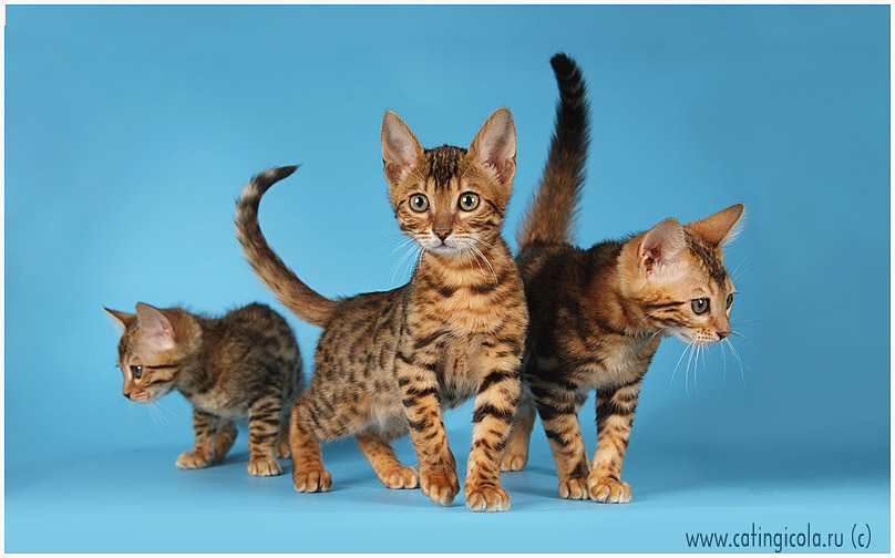 Bengals