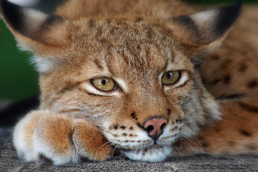 Lynx