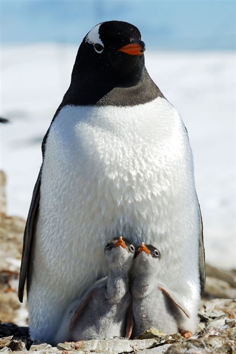 Kids | penguin, bird, cub