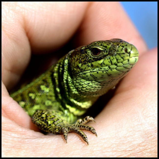 Portrait in green