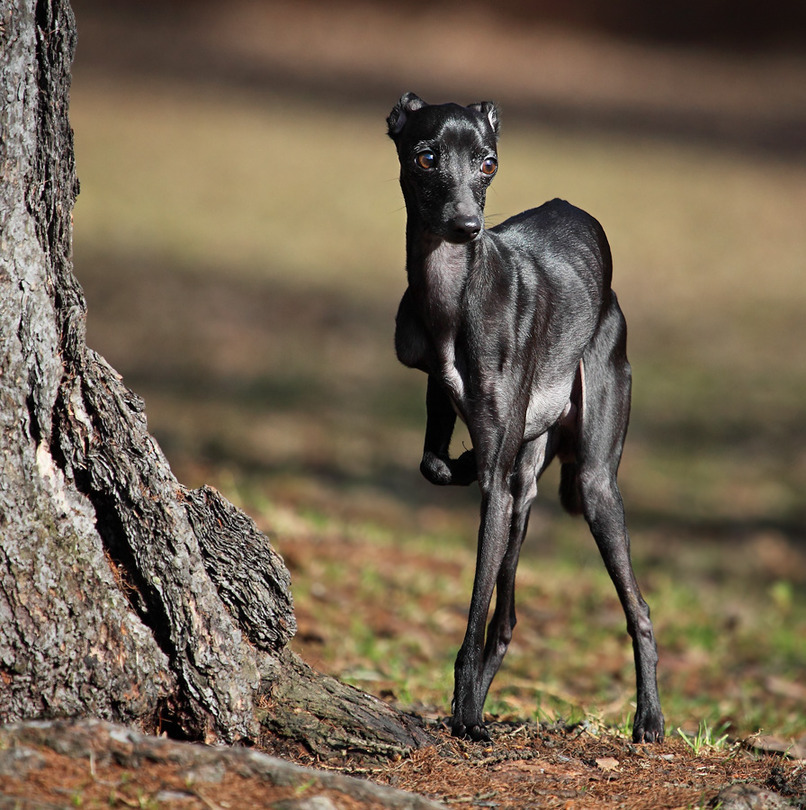 Italian greyhound