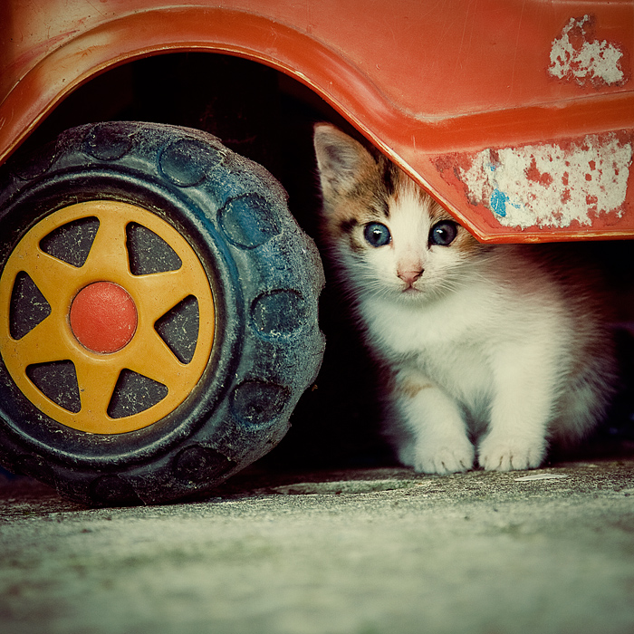 An auto mechanic | Animals photos