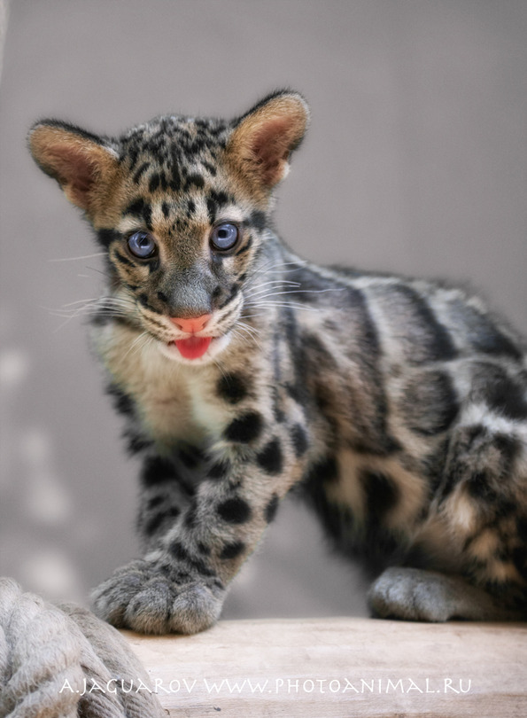 A microleopard