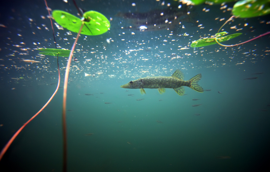 Underwater patrol