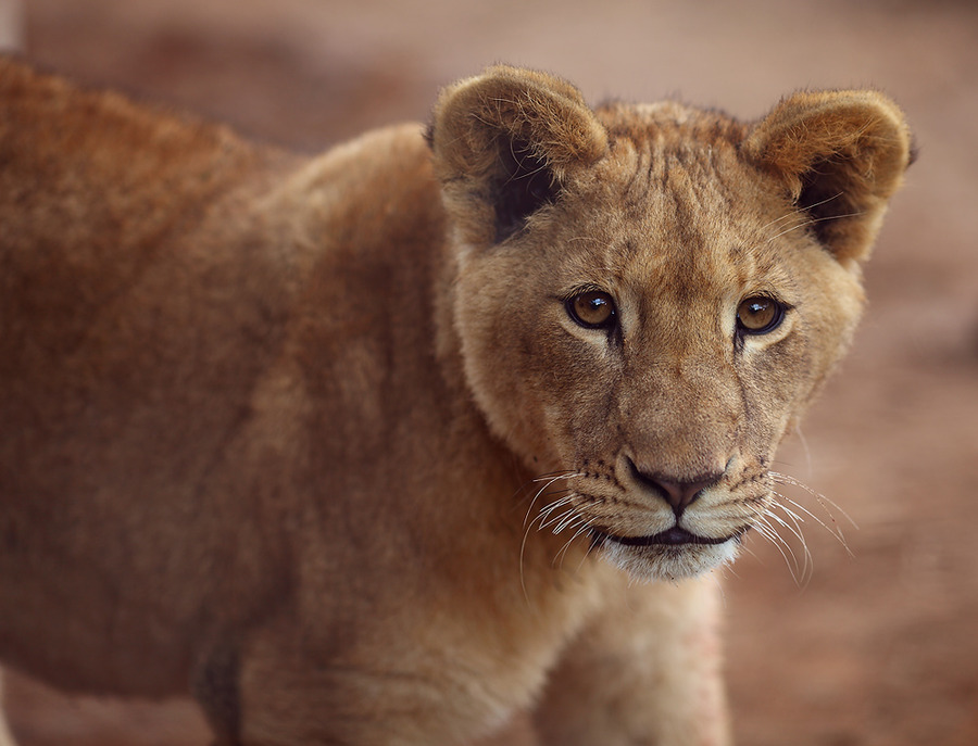 Portrait of a young queen